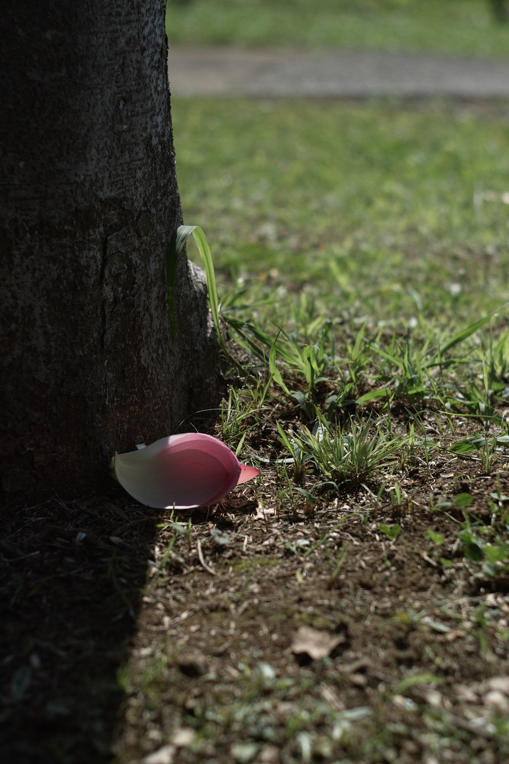 oga lotus petals at 26,Jun 2021