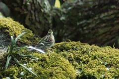 yellow-thoated bunting at 14:35 Feb,28 