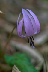 erythronium japonicum at mt .tsukuba