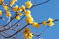 wintersweet in mt.tsukuba at 13:36 Jan,1