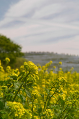 rope blossoms at hitachi seaside park
