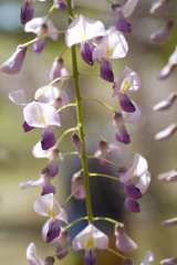 wisteria in sousa city 09