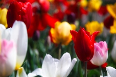 tulip festa at 10:37 Apr,14 2025 in saku