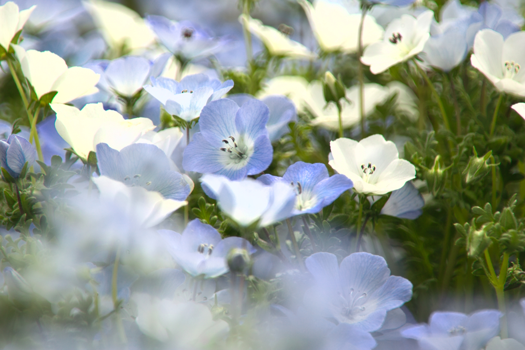 nemophila5