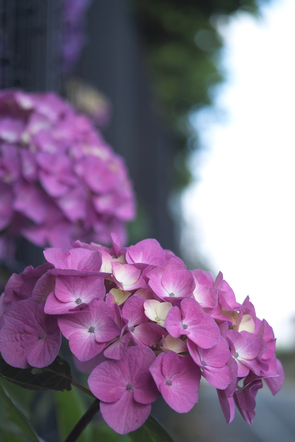 hydrangea