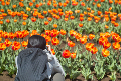 tulip festa at 11:18 Apr,14 2025 in saku