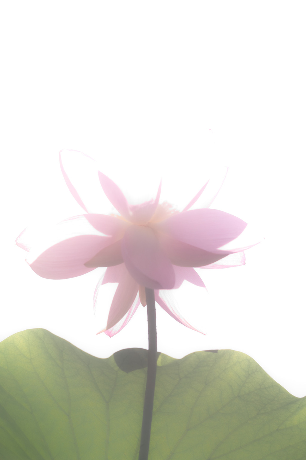 oga lotus at 26,Jun 2021