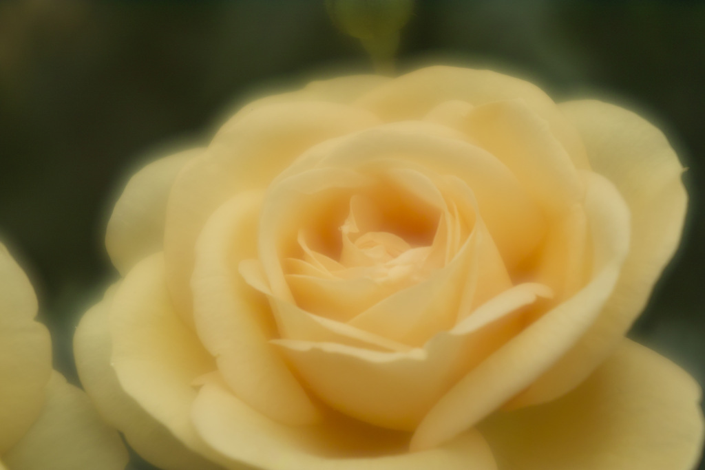 yellow rose