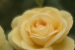 yellow rose