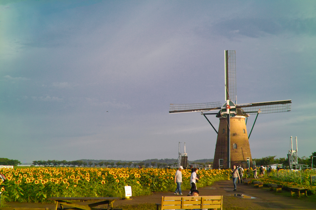 sunflower&wind mill at 5:27,Jul 2022(pen