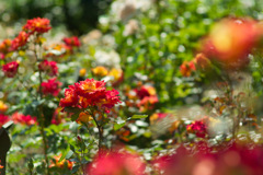 red & yellow rose 28,May