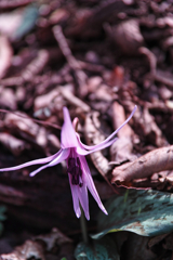 Mt.Tsukuba at 13:08-2 Apr,12 2025