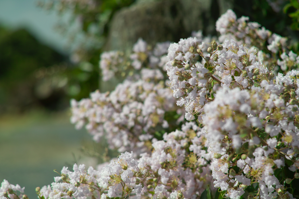 flower at 31,Jul 2022