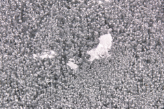 ice bubbles in lake konuma at 11:32 Jan,