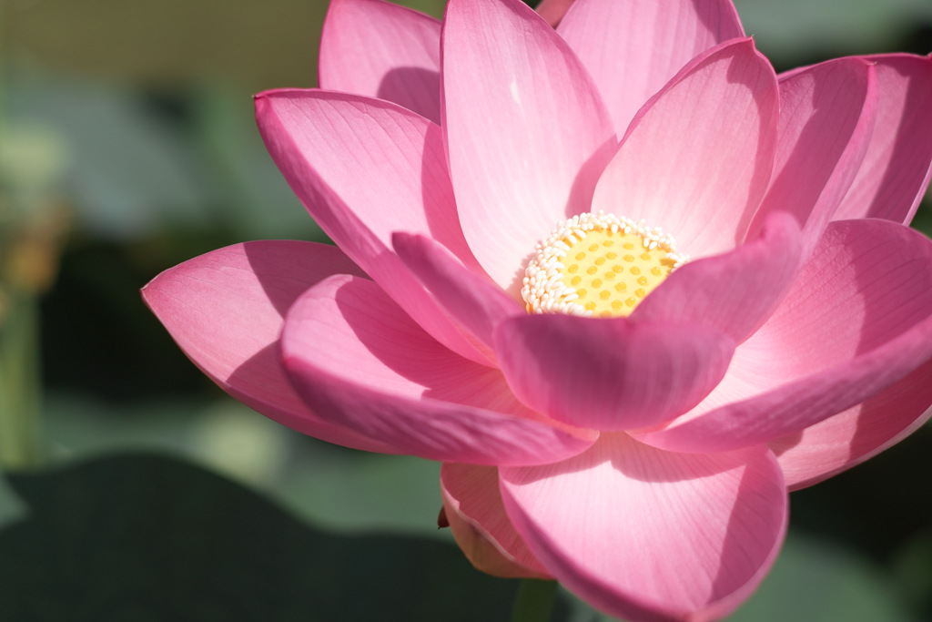 ogalotus at 26,Jun 2021