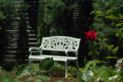 white chair & red rose