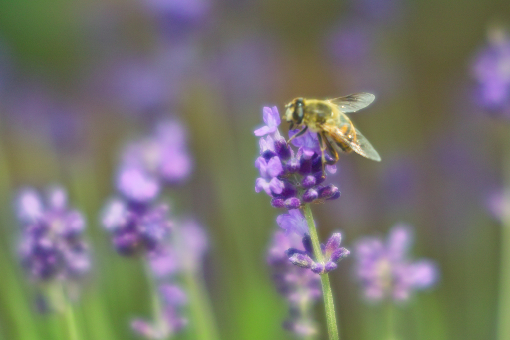 lavender land at sakura city