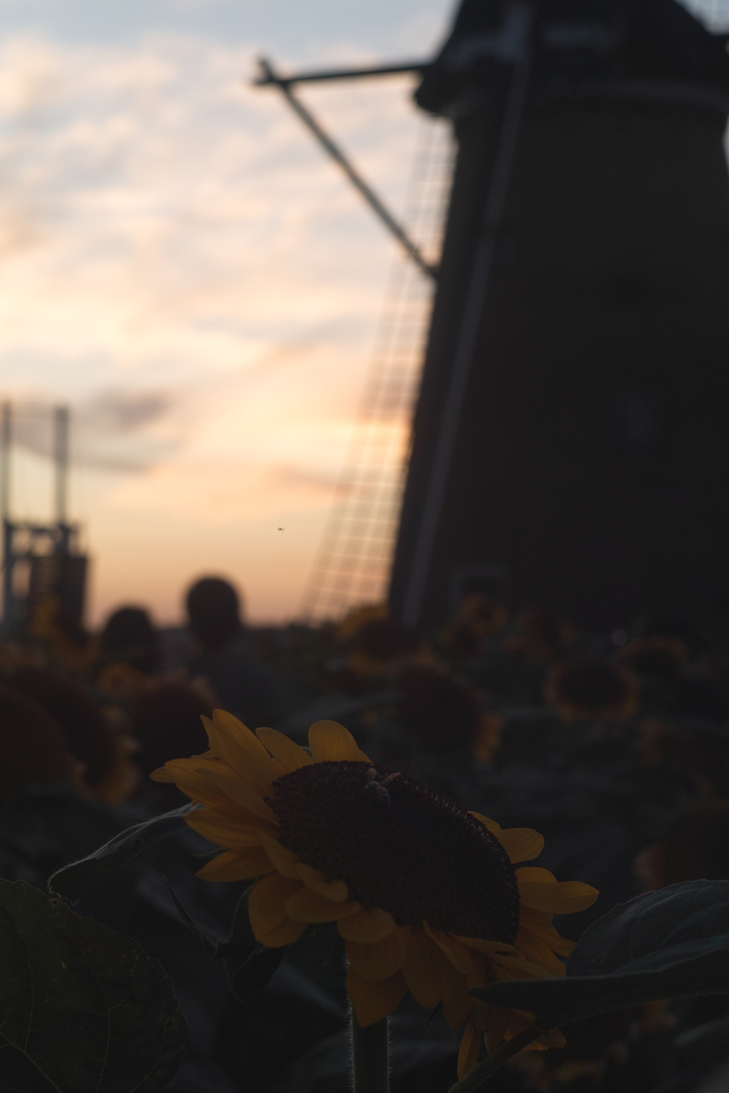 sunflower