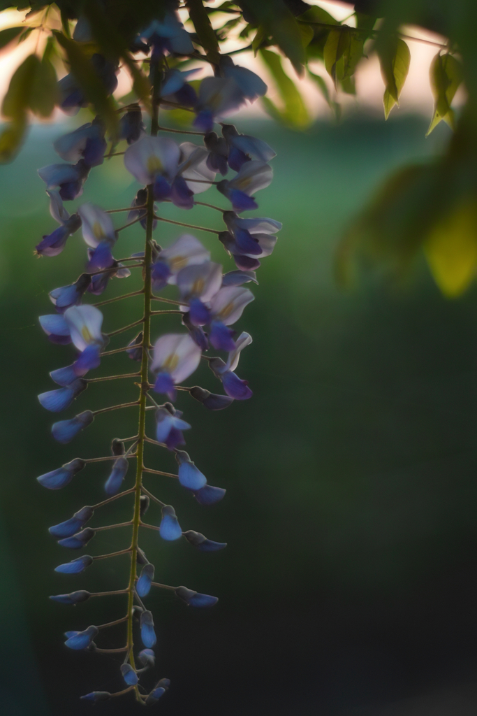 wisteria