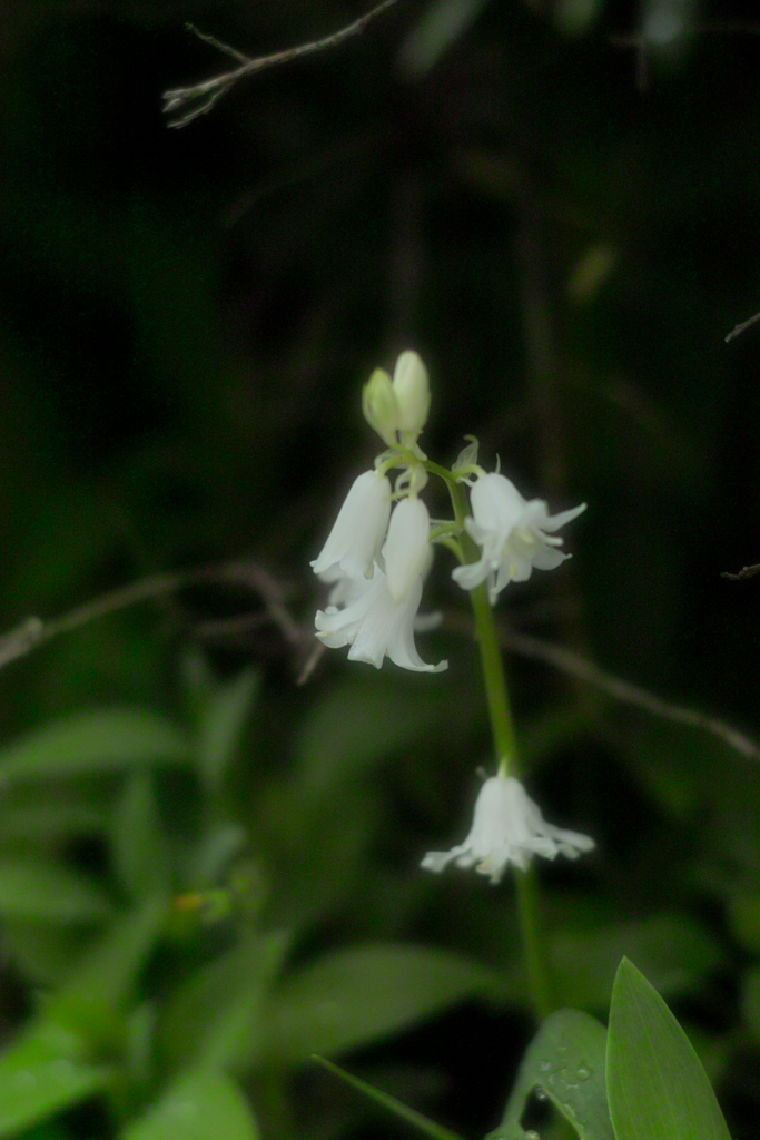 blue bell white ver.