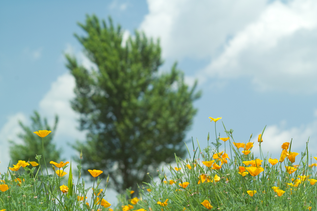 lavender land at sakura city