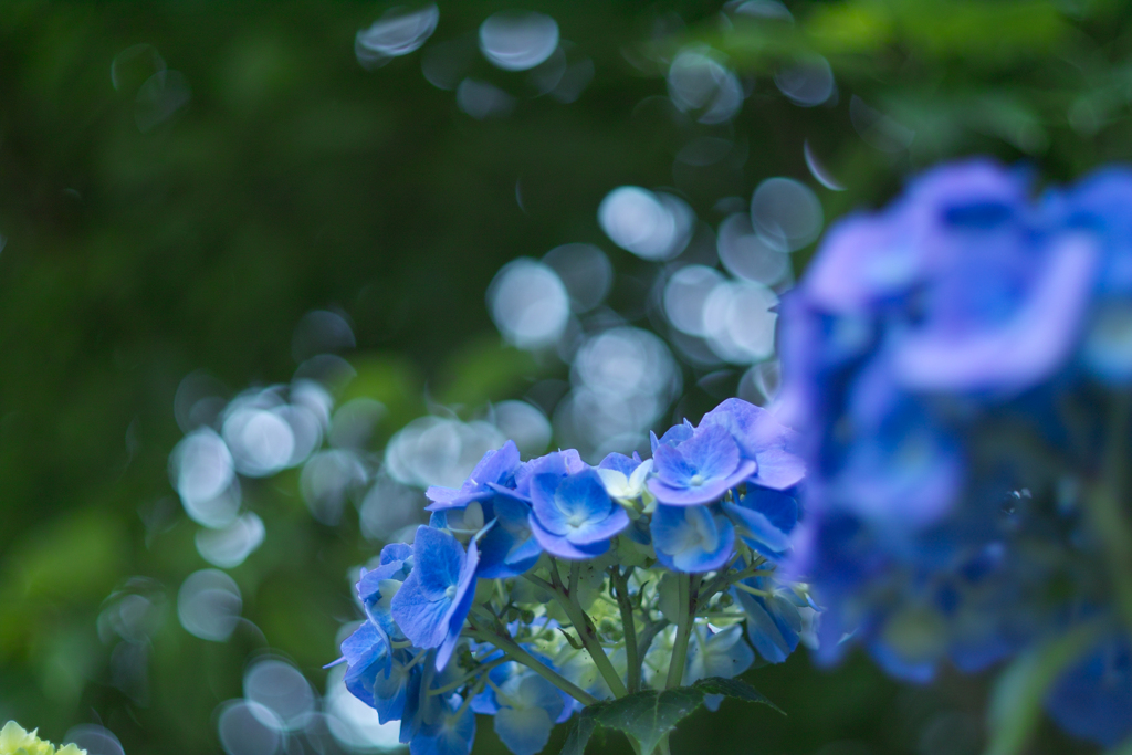 hydrangea yashinon 5cm f2