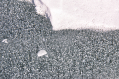 bubbules in lake konuma at 11:36 Jan,18 