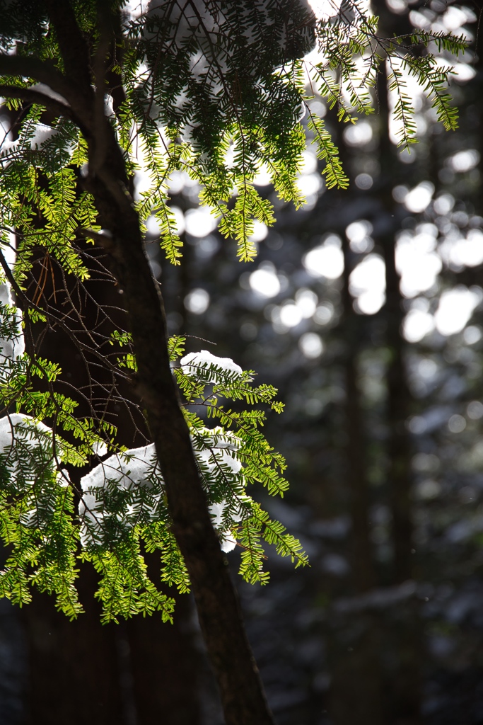 shirakoma lake at 13:21 Dec,20 2024