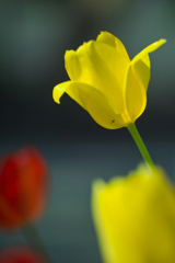 Tulip at Apr,8 2025 02