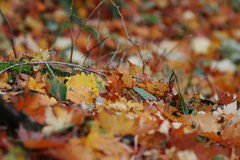 mt.cyausu at 9:48 Oct,20 2024