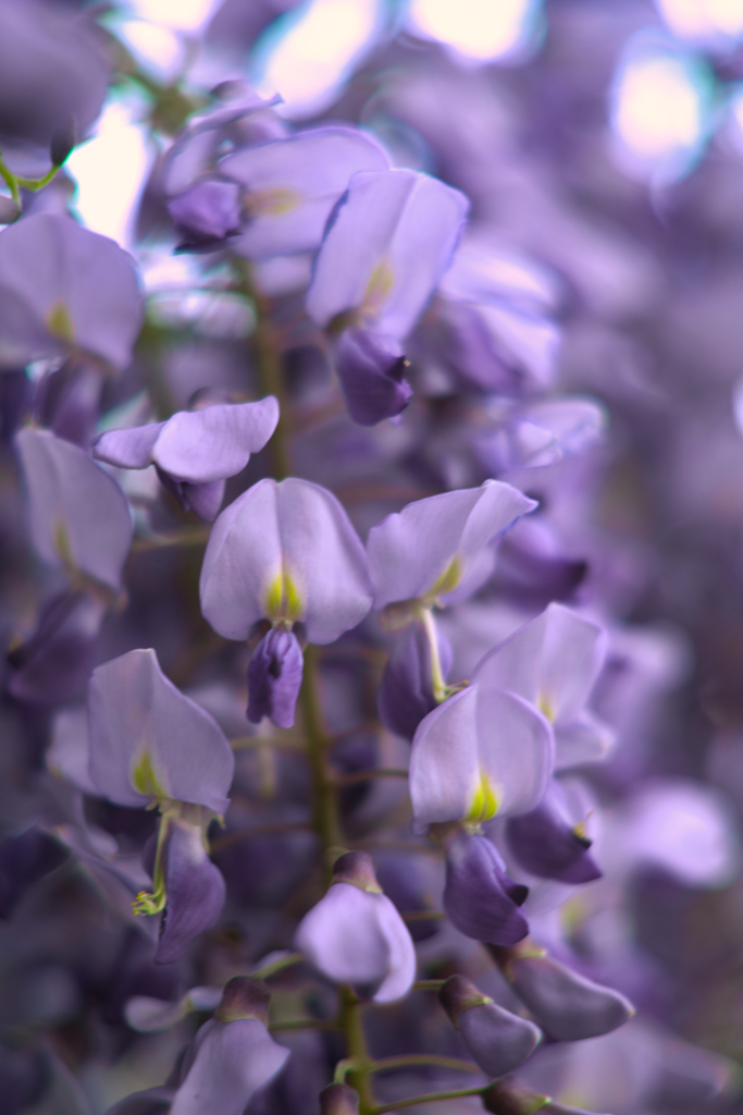 wisteria