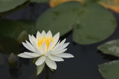 lotus