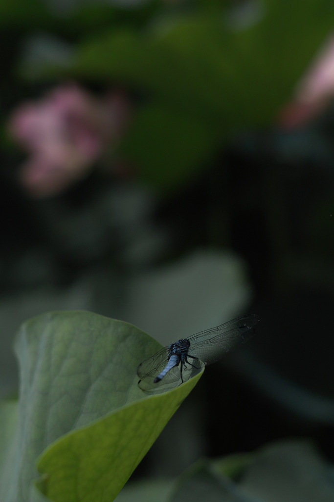 doragonfly on oga lotaus
