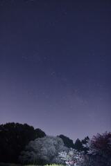 big cherryblussam with milky way