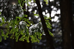 shirakoma lake at 13:20 Dec,20 2024
