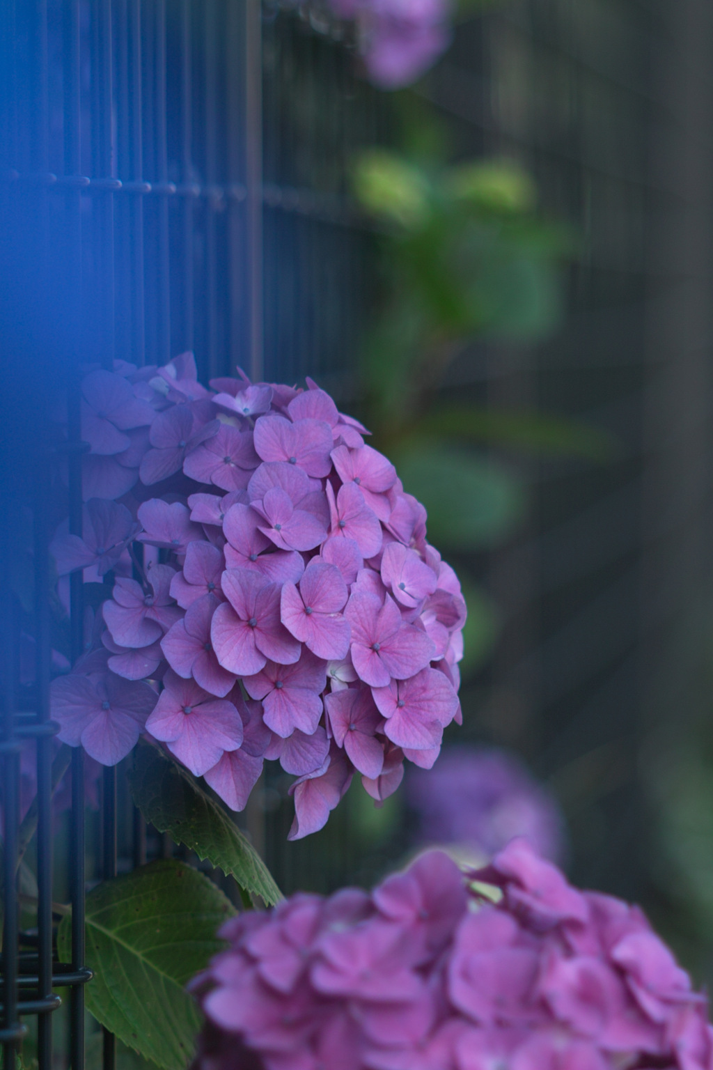 hydrangea