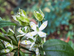 mt.tsukubasan on Nov,8 2025 02(GRD)