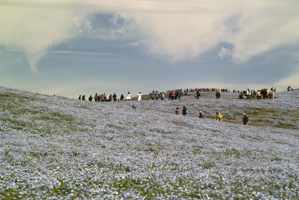 nemohpila hill at hitachi seaside park