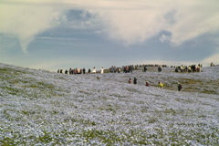 nemohpila hill at hitachi seaside park