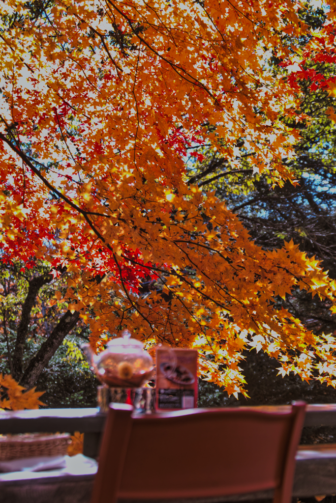 Yatsugadake club at 12:35 Nov,3 2025