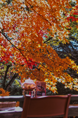 Yatsugadake club at 12:35 Nov,3 2025