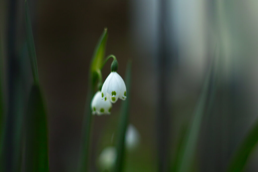 花（名前知りません）