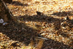 aisian rosy finch at 10:08 Feb,8 2025 in