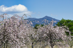 Mt.Tsukuba at 13:58 Apr.12 2025