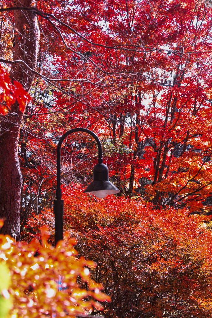 Yatsugadake club at 12:30 Nov,3 2025