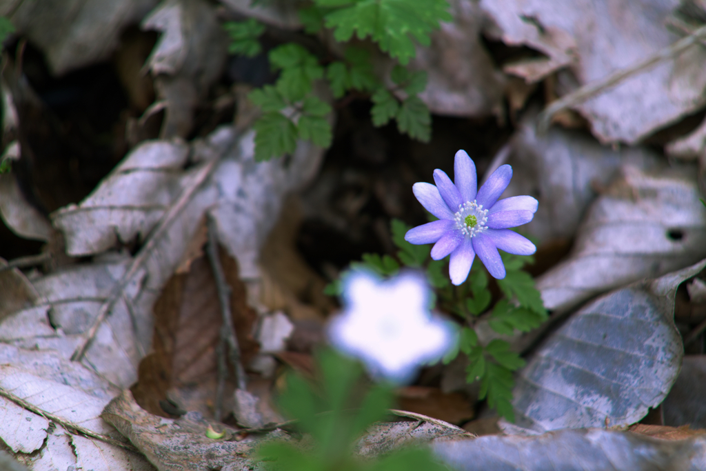 tell me your name at mt.tsukuba