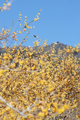 wintersweet in mt.tsukuba at 13:40 Jan,1