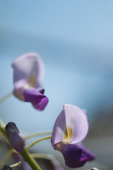 wisteria in sousa city 03