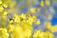 wintersweet in mt.tsukuba at 13:45 Jan,1