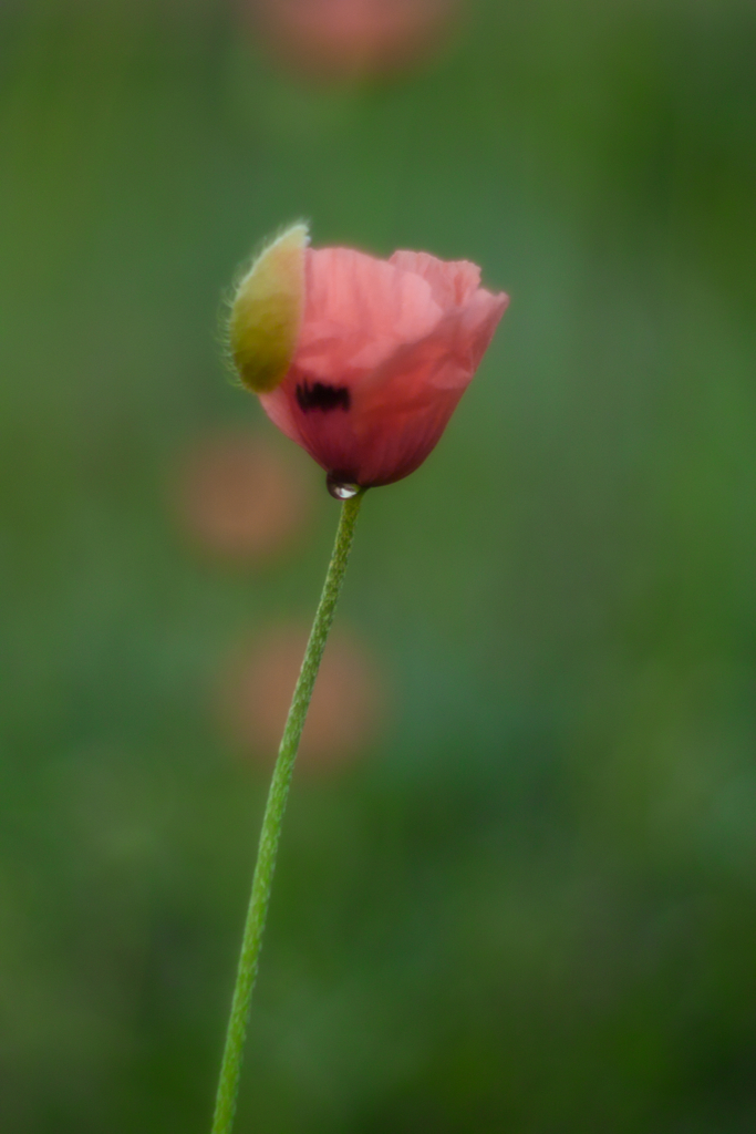 papaver dubium with water drop